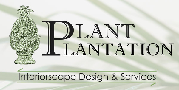 Indoor plants and office plants from Plant Plantation